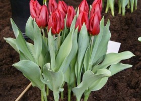 Yellow Flight Mutant