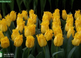 Yellow Valery close-up