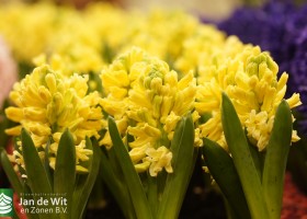 256 hyacinthus yellow queen