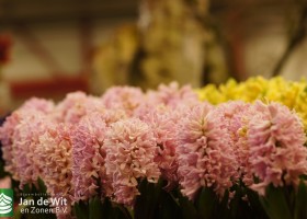 258 mutant blue star