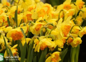 269 narcis wild carnaval