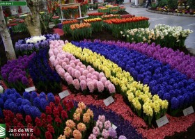 Hyacinth show 2