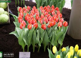Tulipa Ad Rem Parrot