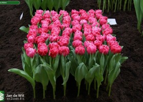 Tulipa Adore
