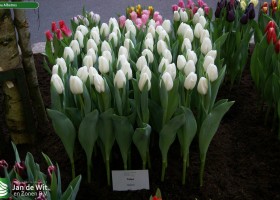 Tulipa Albatros