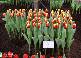 Tulipa André Citroën 1
