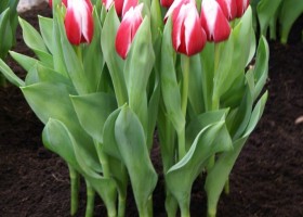 Tulipa Annemarie