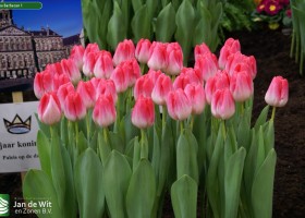 Tulipa Barbacan 1