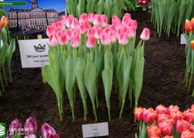 Tulipa Barbacan