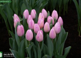 Tulipa Barcelona Beauty 1