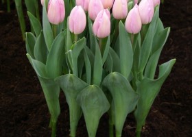 Tulipa Barcelona Beauty