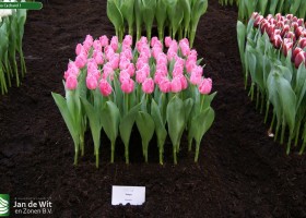 Tulipa Cacharel 1