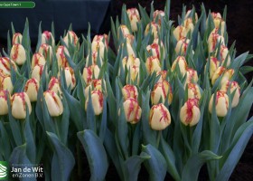 Tulipa Cape Town 1