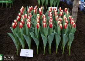 Tulipa Christmas Gift 1