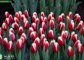 Tulipa Christmas Gift 2