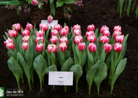 Tulipa Columbus 1