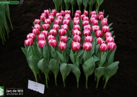 Tulipa Columbus