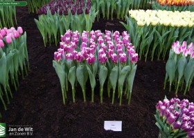 Tulipa Cracker Parrot 1