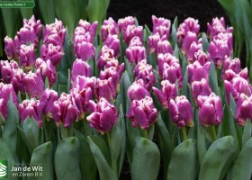 Tulipa Cracker Parrot 2