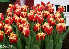 Tulipa Dee Jay Parrot 2