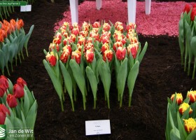 Tulipa Dee Jay Parrot 3