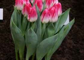 Tulipa Delta Chic