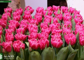 Tulipa Dior 1