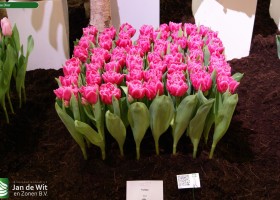 Tulipa Dior