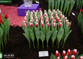 Tulipa Dutch Design 1