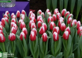 Tulipa Dutch Design 2