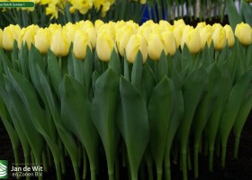 Tulipa Dutch Sunrise 1