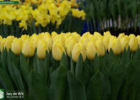 Tulipa Dutch Sunrise 2