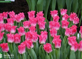 Tulipa Dynasty (mutant) 1