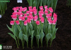 Tulipa Dynasty (mutant)