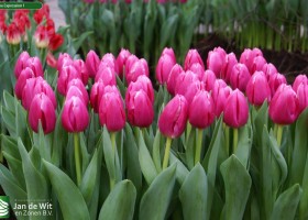 Tulipa Expression 1