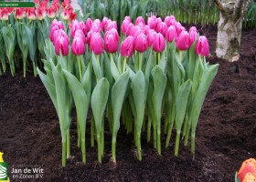 Tulipa Expression