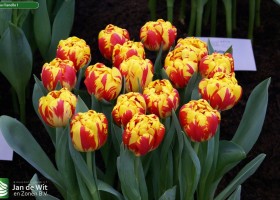 Tulipa Flanello 1