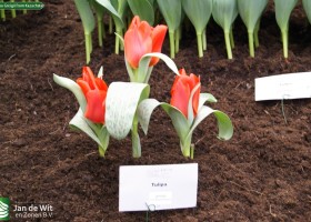 Tulipa Greigii from Kazachstan