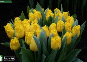 Tulipa Inspire 4