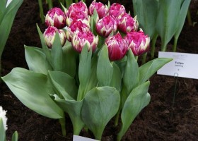 Tulipa Irene Boutellier