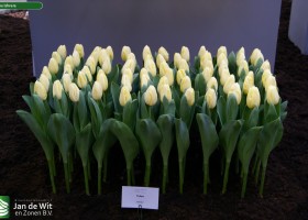 Tulipa Ishvara