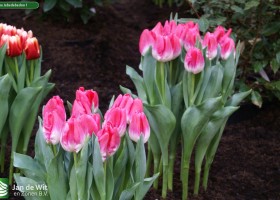 Tulipa Jabadabadoo 1