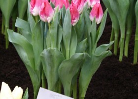 Tulipa Jabadabadoo