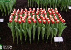 Tulipa Jan Buis 1