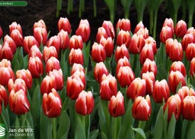 Tulipa Jan Buis 2