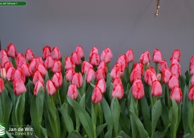 Tulipa Joh Schouw 1