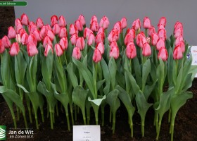 Tulipa Joh Schouw