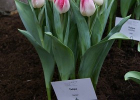 Tulipa Kenzo