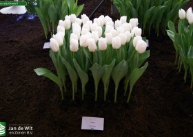 Tulipa Lady Chantal 1