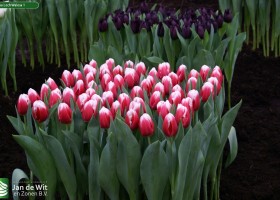 Tulipa Lech Walesa 1